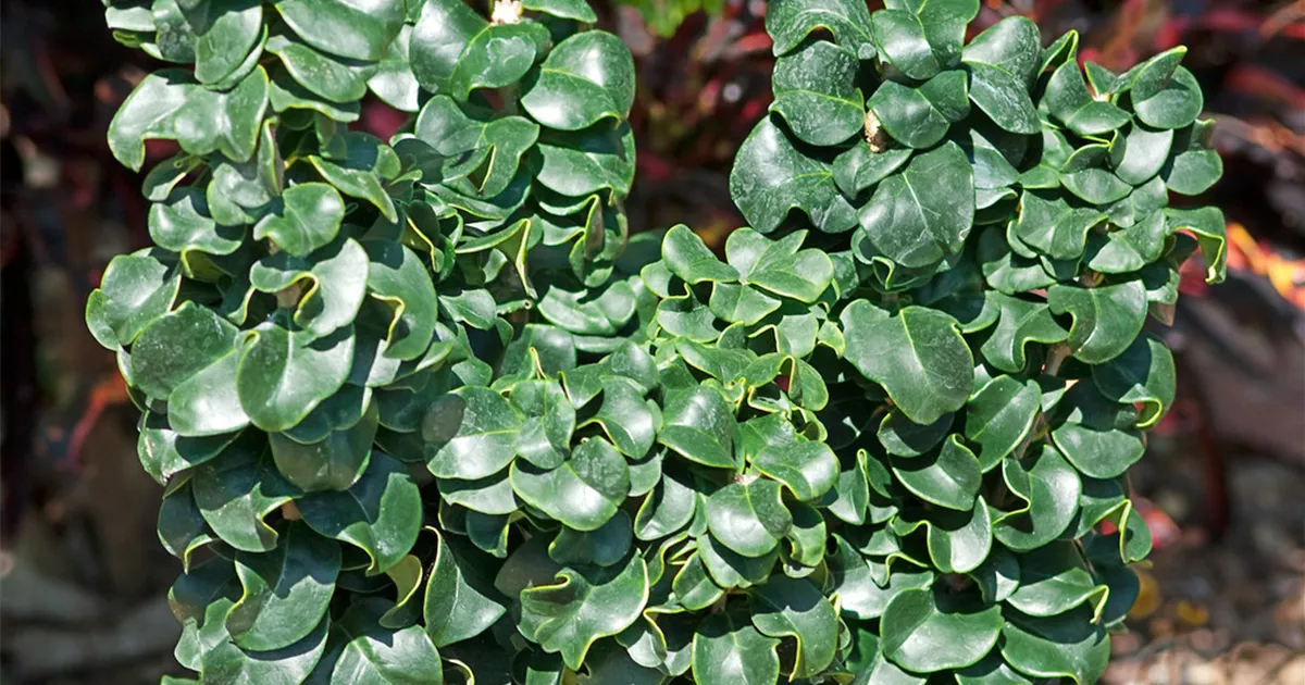 Ligustrum japonicum BAUHAUS EBusiness GmbH & Co. KG