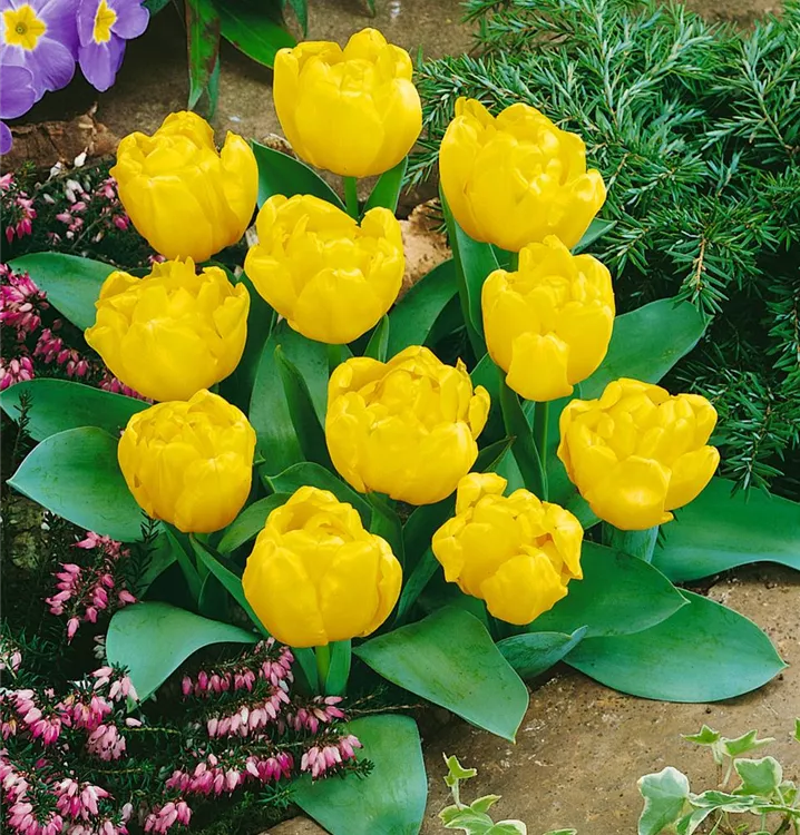Tulpe 'Yellow Baby'