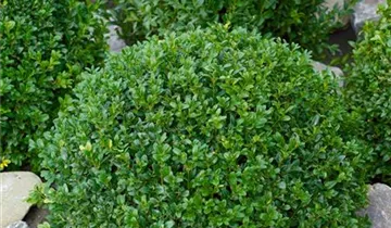 Zum Vergrößern klicken Bildvorschau