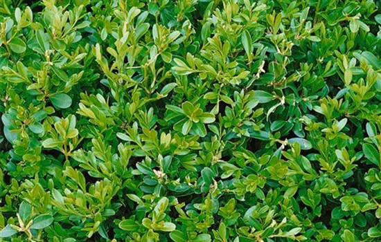 Kleinblättriger Buchsbaum 'Herrenhausen' Kleinblättriger Buchsbaum 'Herrenhausen'