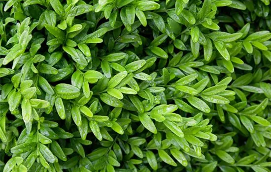 Hoher Buchsbaum Hoher Buchsbaum