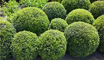 Zum Vergrößern klicken Bildvorschau