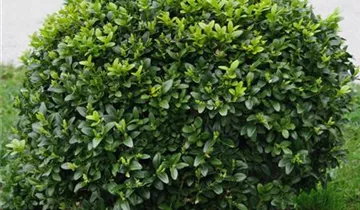 Zum Vergrößern klicken Bildvorschau