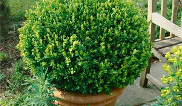 Zum Vergrößern klicken Bildvorschau