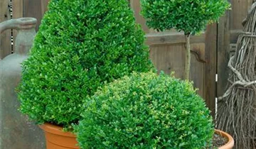 Zum Vergrößern klicken Bildvorschau