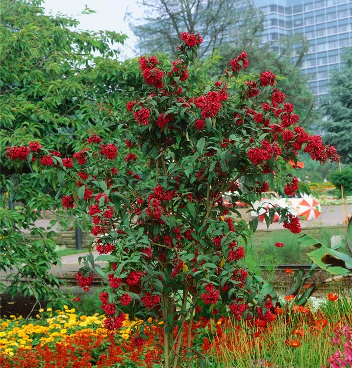 Roter Hammerstrauch