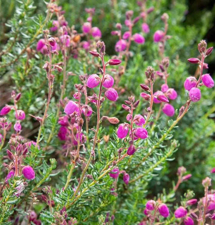 Irische Heide