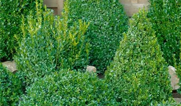 Zum Vergrößern klicken Bildvorschau