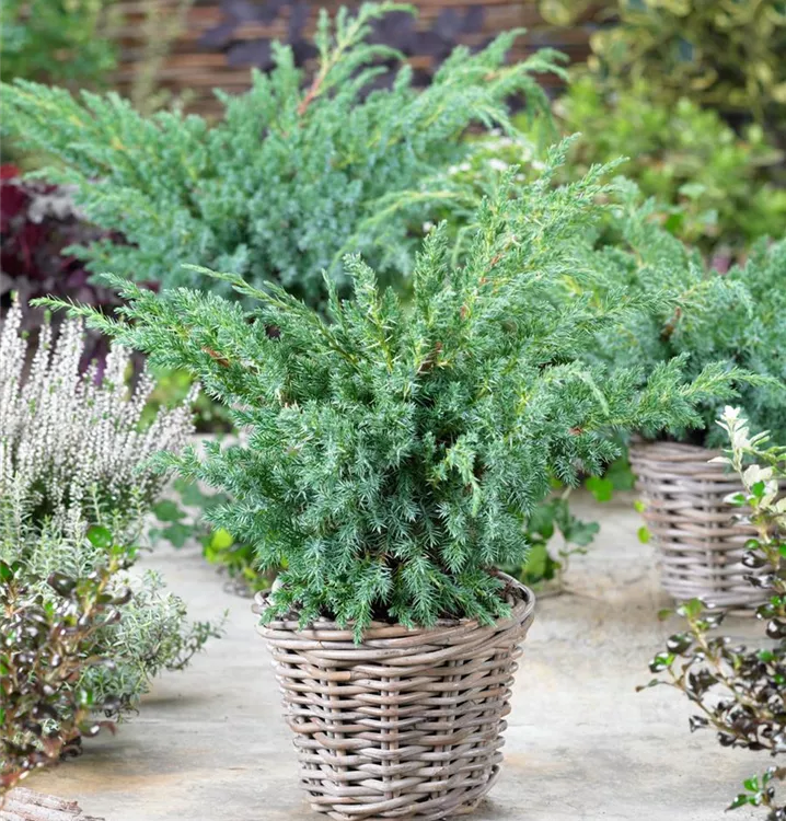 Wacholder 'Blue Swede'