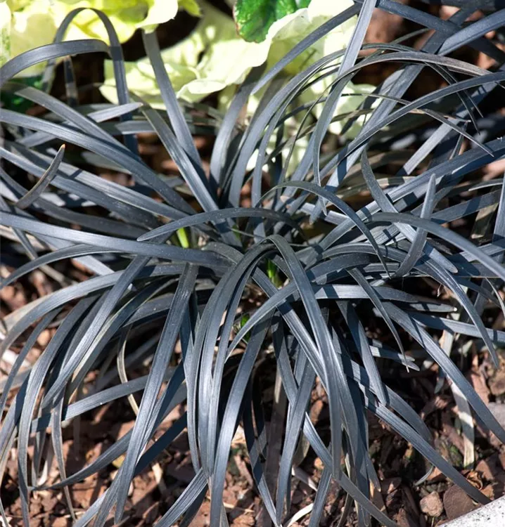 Flachschäftiger Schlangenbart