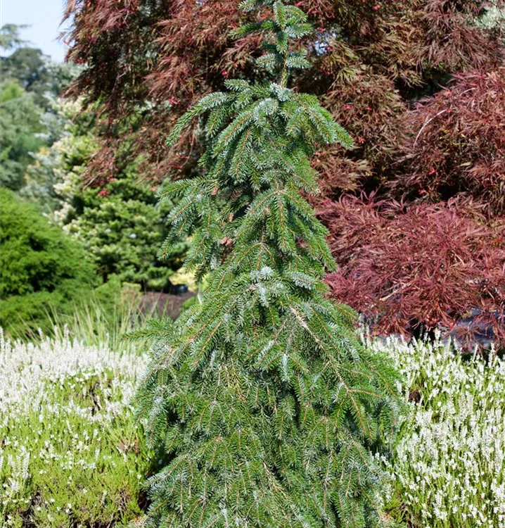 Hänge-Fichte 'Frohburg'