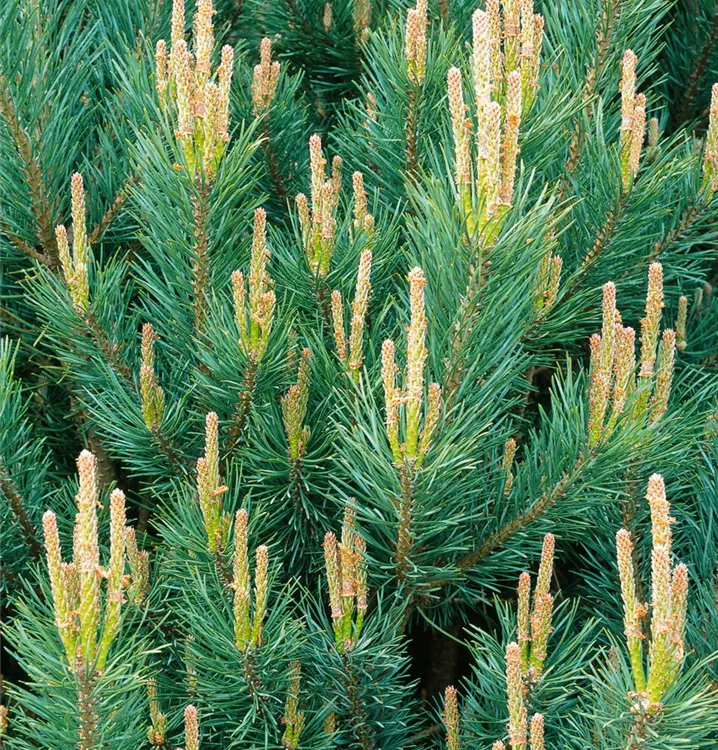 Silberkiefer 'Watereri'