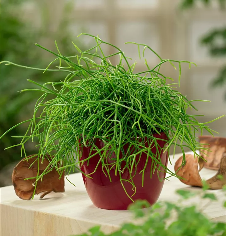 Rhipsalis