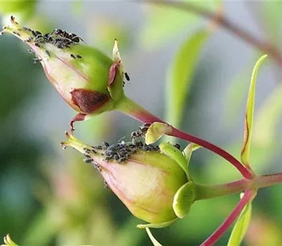 Blattläuse an Johanniskraut