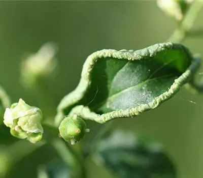 Blattrandgallmilbe an Pfaffenhütchen