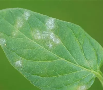 Echter Mehltau an Tomaten