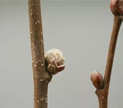 Knospengallmilbe an Haselnuss Knospengallmilbe an Haselnuss