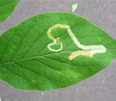 Minierfliege an Heckenkirsche und Geißblatt