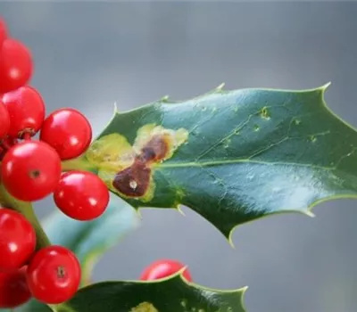 Minierfliege an Ilex