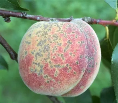 Schorf an Pfirsichen
