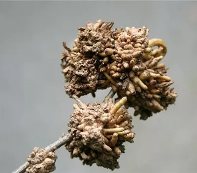 Triebgalle an Forsythien