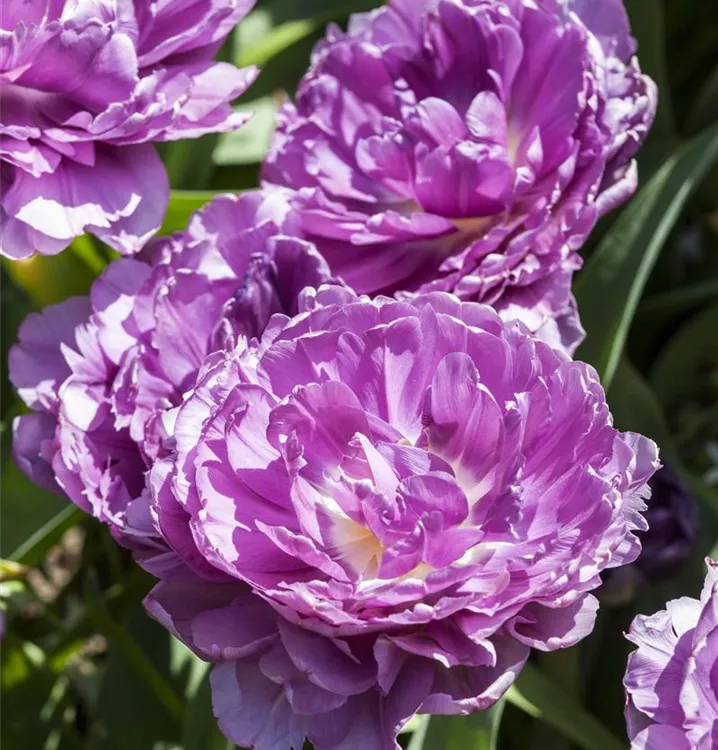 Tulpe 'Blue Wow'