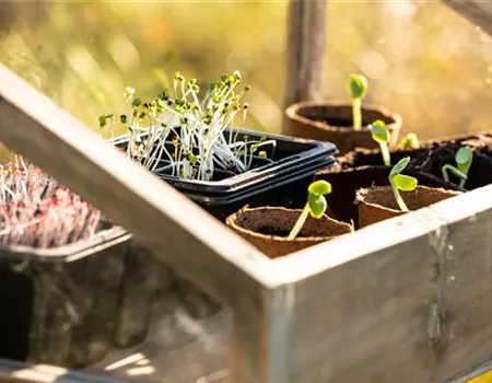 Aus klein mach groß – Mit dem richtigen Anzuchtzubehör