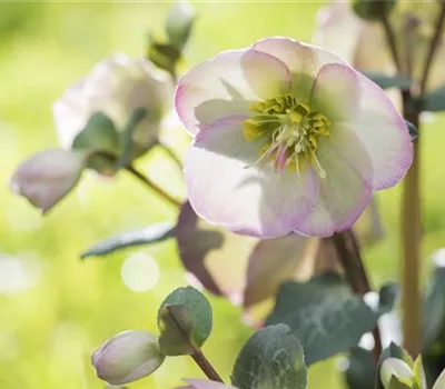 Christrose und Lenzrose Christrose und Lenzrose