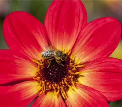 Dahlien – die Blühwunder im Hochsommer Dahlien – die Blühwunder im Hochsommer