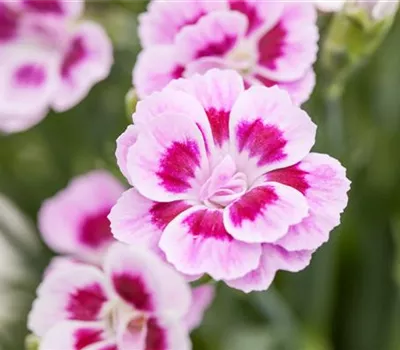 Dianthus – symbolträchtige Nelken Dianthus – symbolträchtige Nelken