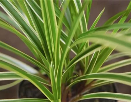 Japansegge - Einpflanzen im Garten