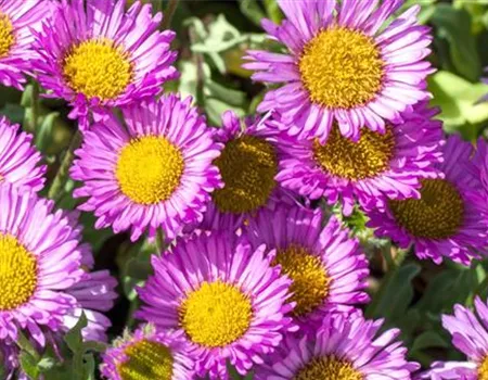 Feinstrahl - Einpflanzen im Garten