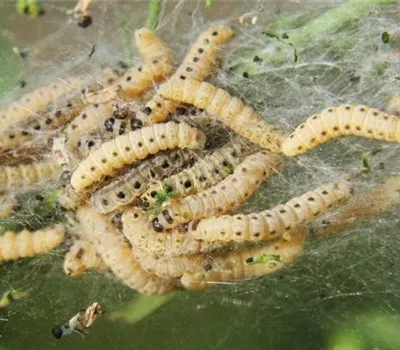 Gespinstmotte an Spindelsträuchern