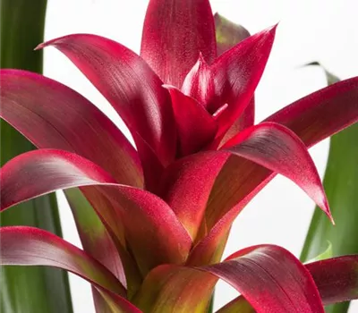 Bromelien, eine Leidenschaft für sich Bromelien, eine Leidenschaft für sich