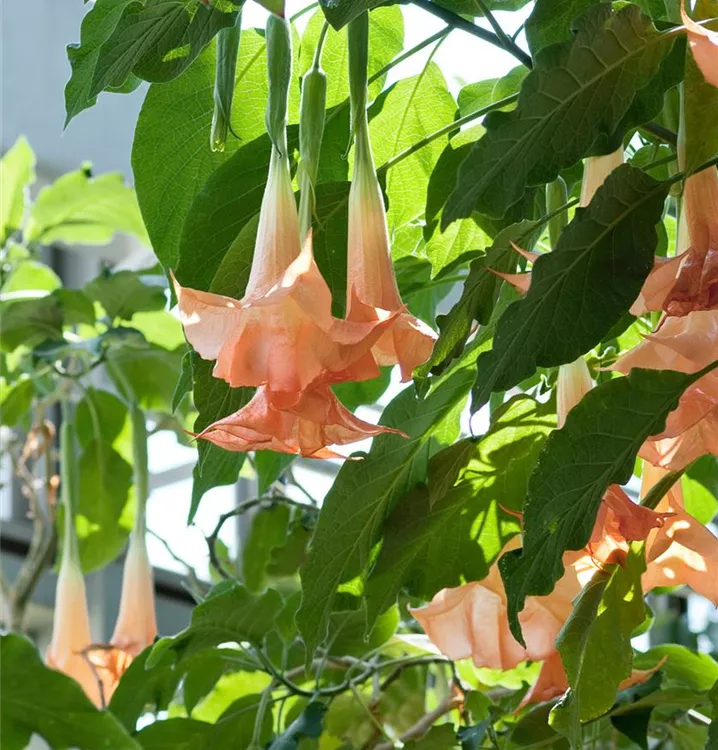 Duftende Engelstrompete