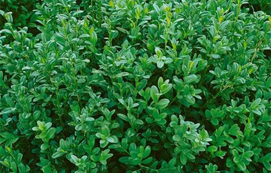 Buchsbaum 'Hollandia' Buchsbaum 'Hollandia'