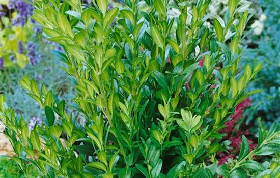 Buchsbaum 'Raket' Buchsbaum 'Raket'