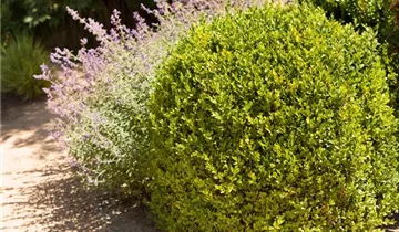 Zum Vergrößern klicken Bildvorschau