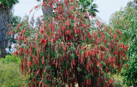 Hängender Zylinderputzer
