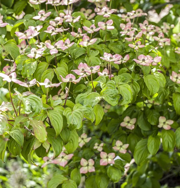 Japanischer Blumen-Hartriegel
