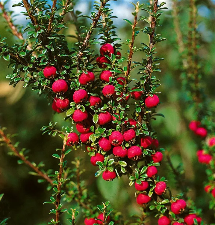 Immergrüne Kissenmispel