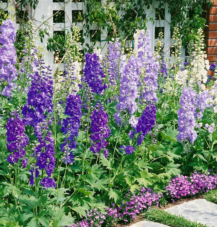 Hoher Rittersporn