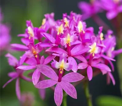 Epidendrum