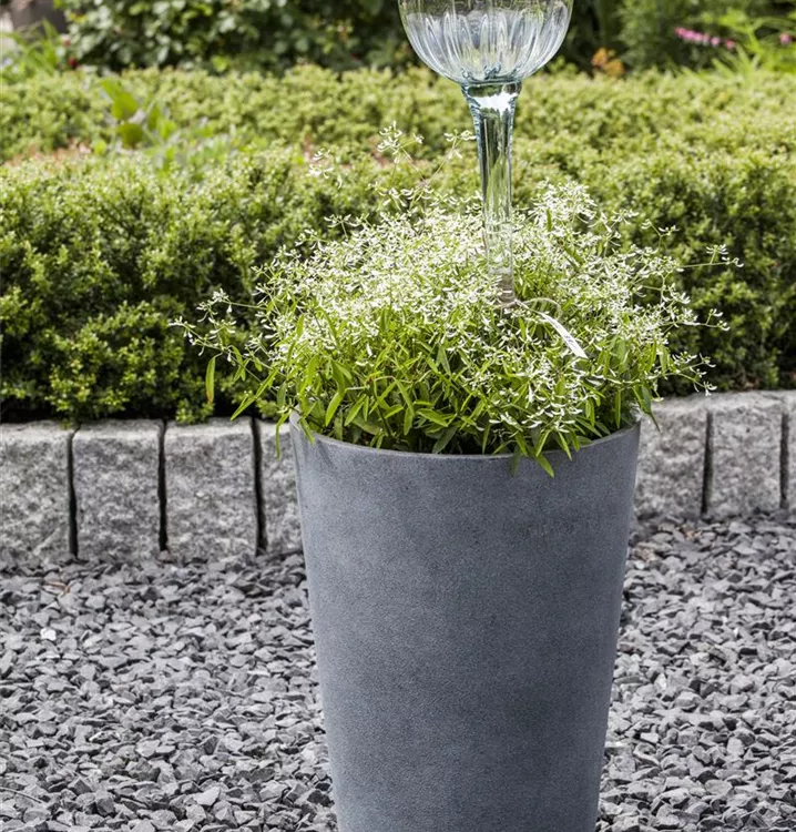 Zauberschnee™ 'Diamond Frost'(s)