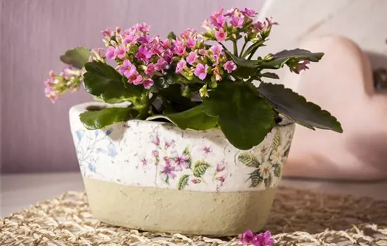 Flammendes Käthchen