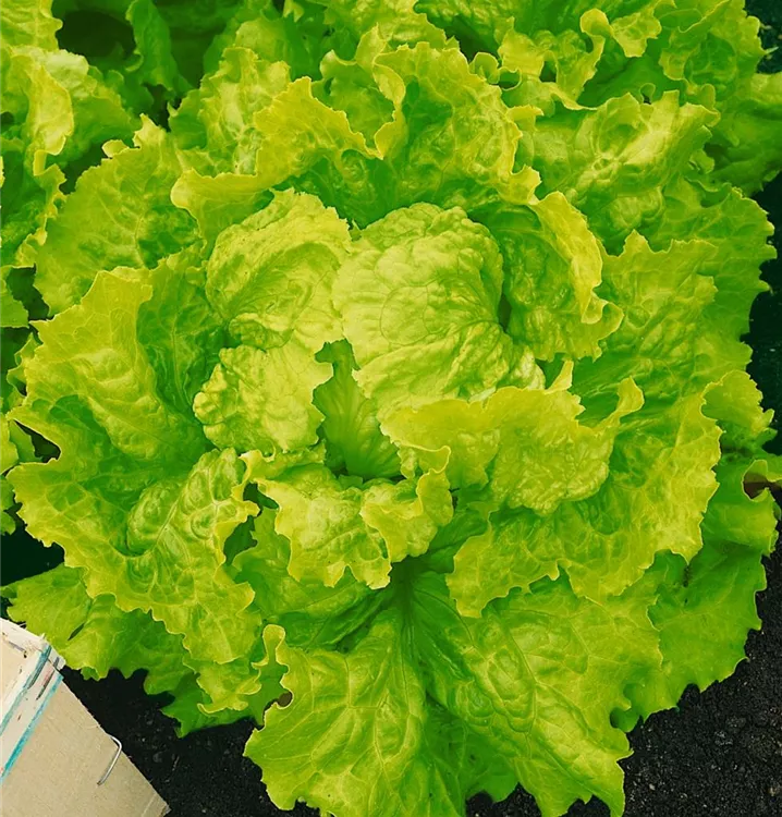 Batavia-Salat 'Doree de printemps'