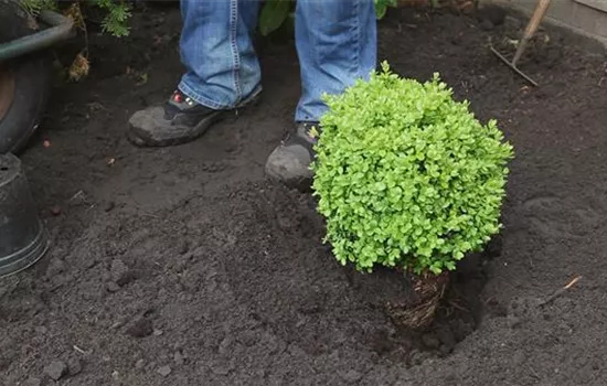 Buchsbaum - Einpflanzen im Garten Buchsbaum - Einpflanzen im Garten