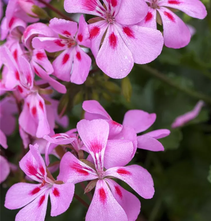Zitronen-Geranie 'Citriodorum'
