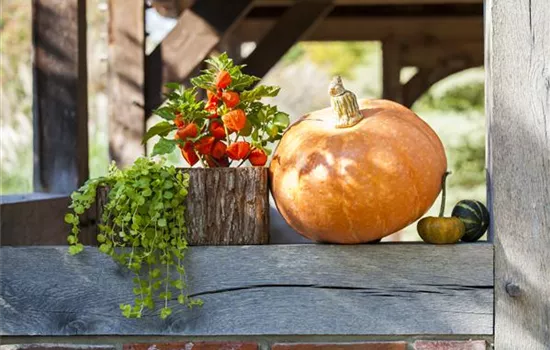Der schöne Balkonkasten im Herbst: es muss nicht immer grau in grau sein! Der schöne Balkonkasten im Herbst: es muss nicht immer grau in grau sein!