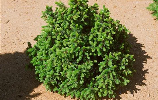 Serbische Kugelfichte 'Minima'